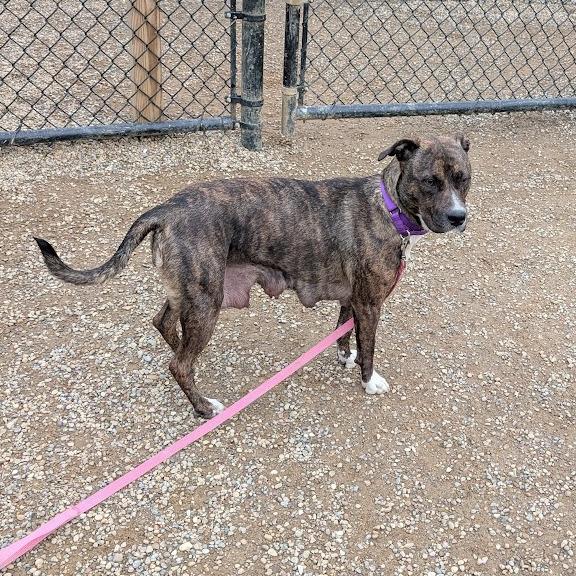 Enlarge Kelo, a Adoptable mixed breed in Columbia Station, OH image 1/6