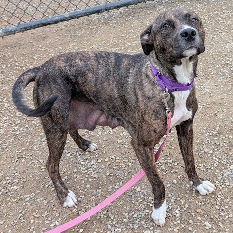 Enlarge Kelo, a Adoptable mixed breed in Columbia Station, OH image 2/6