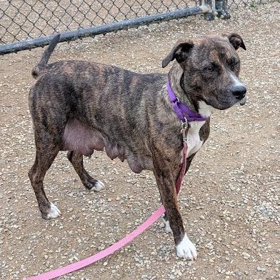 Enlarge Kelo, a Adoptable mixed breed in Columbia Station, OH image 3/6