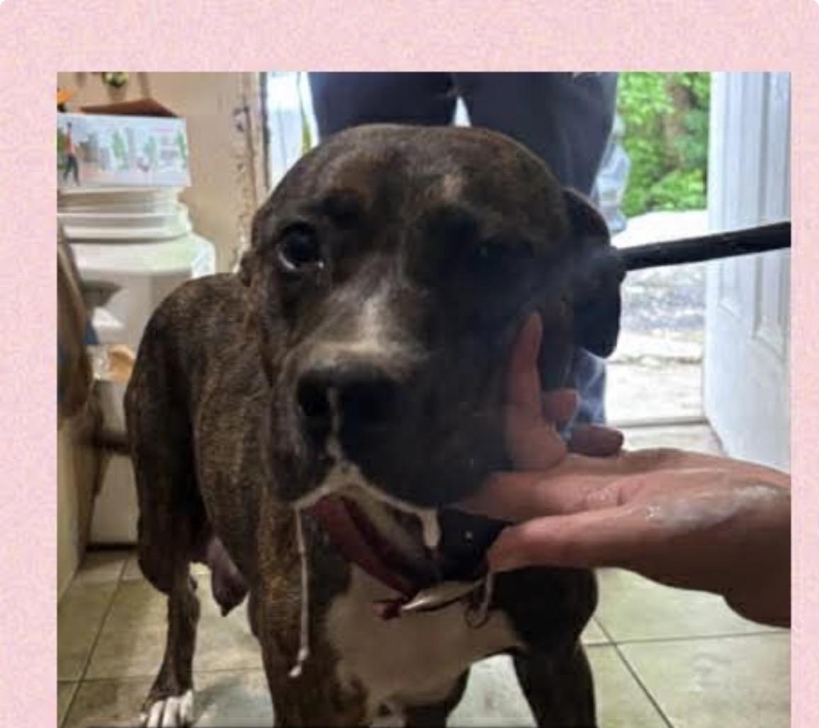 Enlarge Kelo, a Adoptable mixed breed in Columbia Station, OH image 4/6