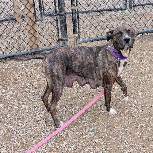 Enlarge Kelo, a Adoptable mixed breed in Columbia Station, OH image 5/6