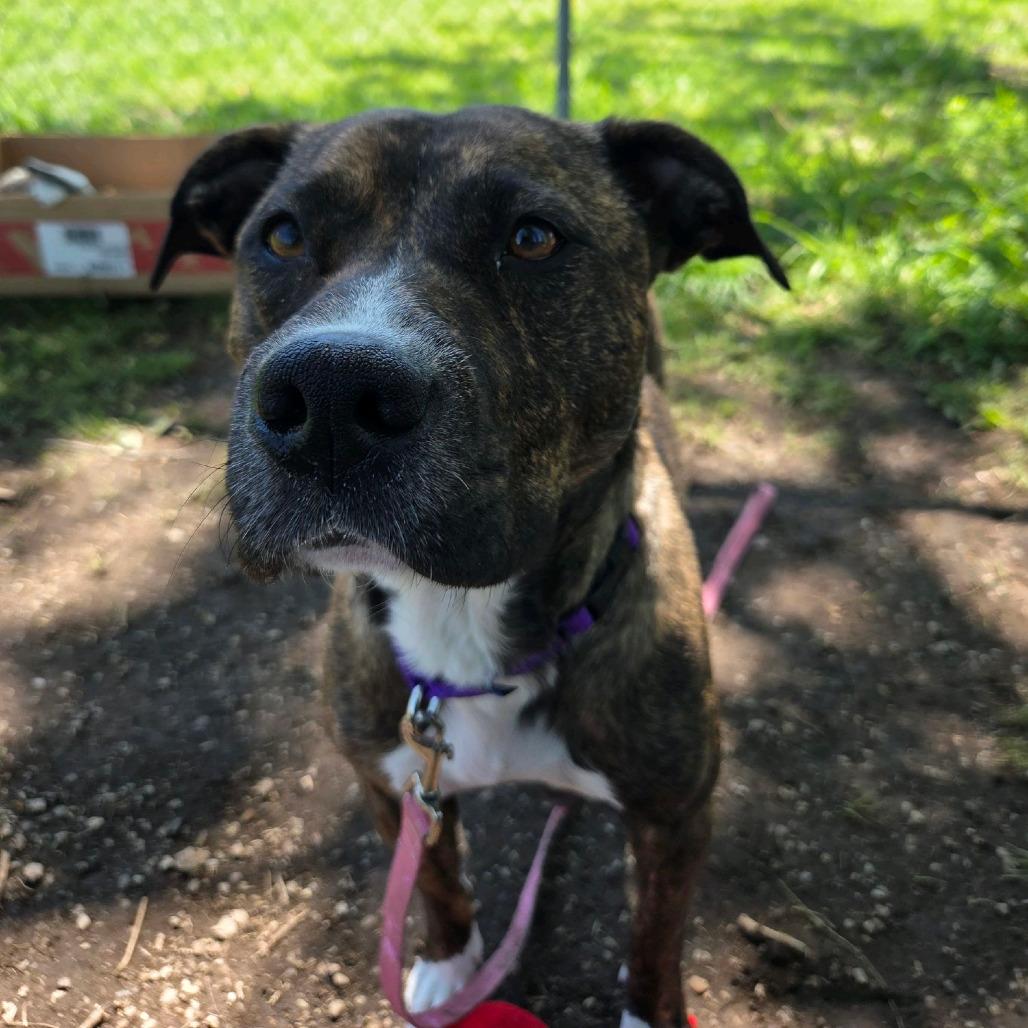 Enlarge Kelo, a Adoptable mixed breed in Columbia Station, OH image 6/6