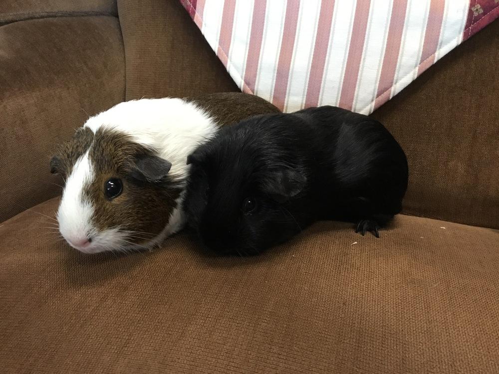 Lomita, Adopted, Adult Female Guinea Pig.