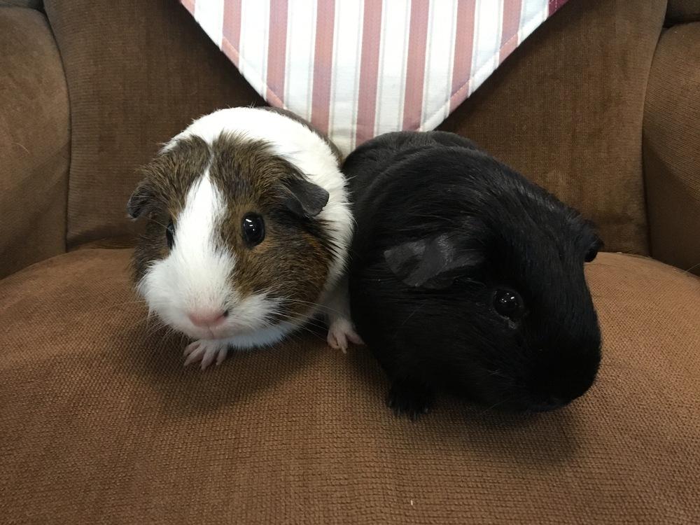 Enlarge Lomita, a Adopted Guinea Pig in San Diego, CA image 2/3