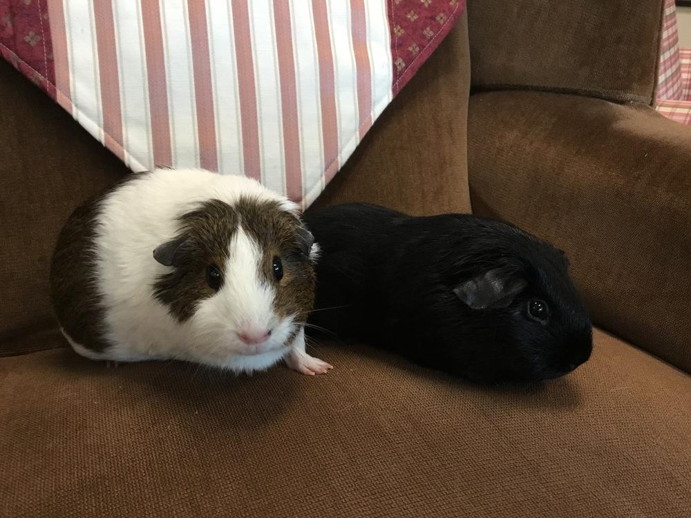 Enlarge Lomita, a Adopted Guinea Pig in San Diego, CA image 3/3