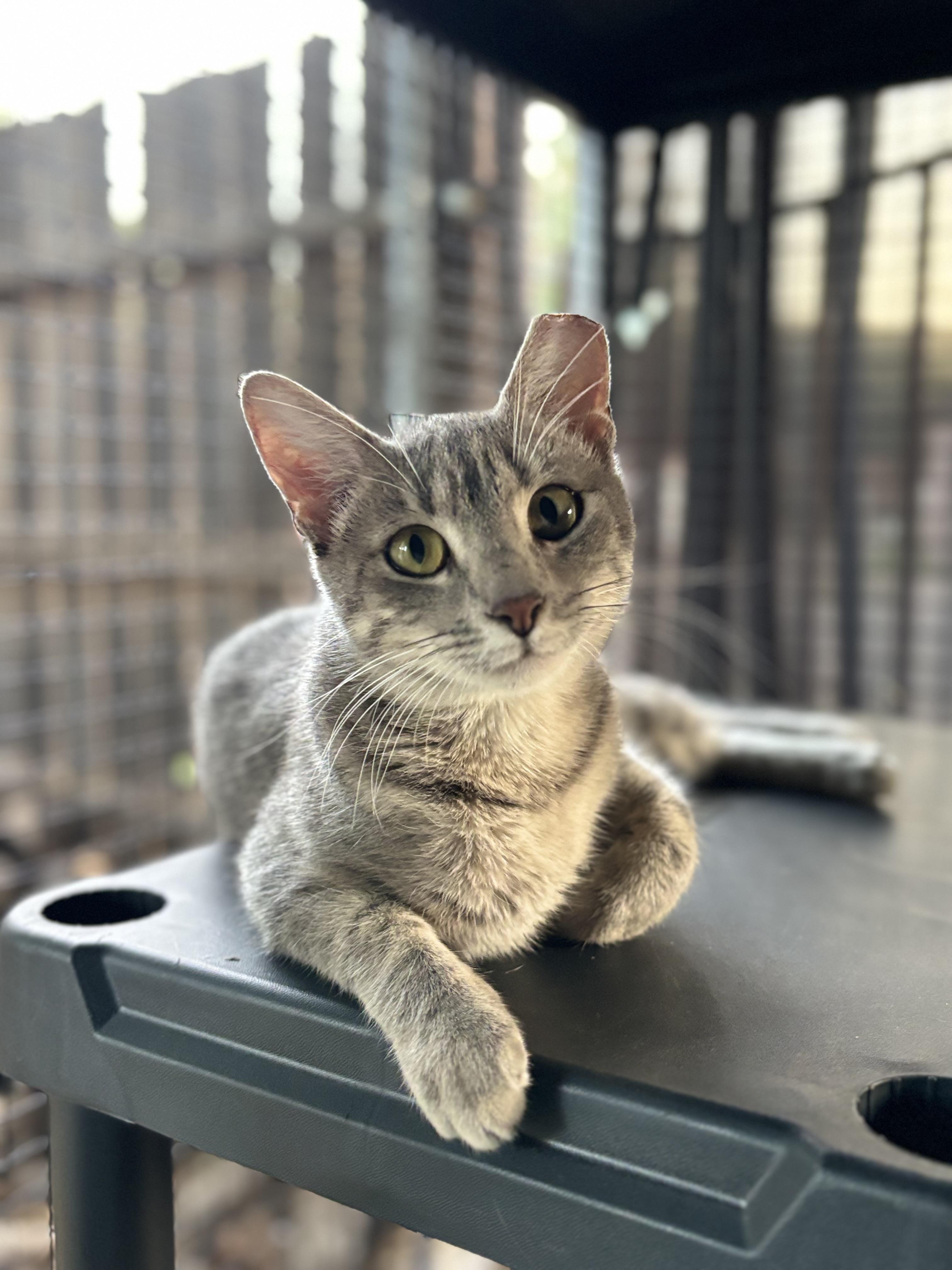 Genevieve, an adoptable Domestic Short Hair in Lubbock, TX, 79490 | Photo Image 1