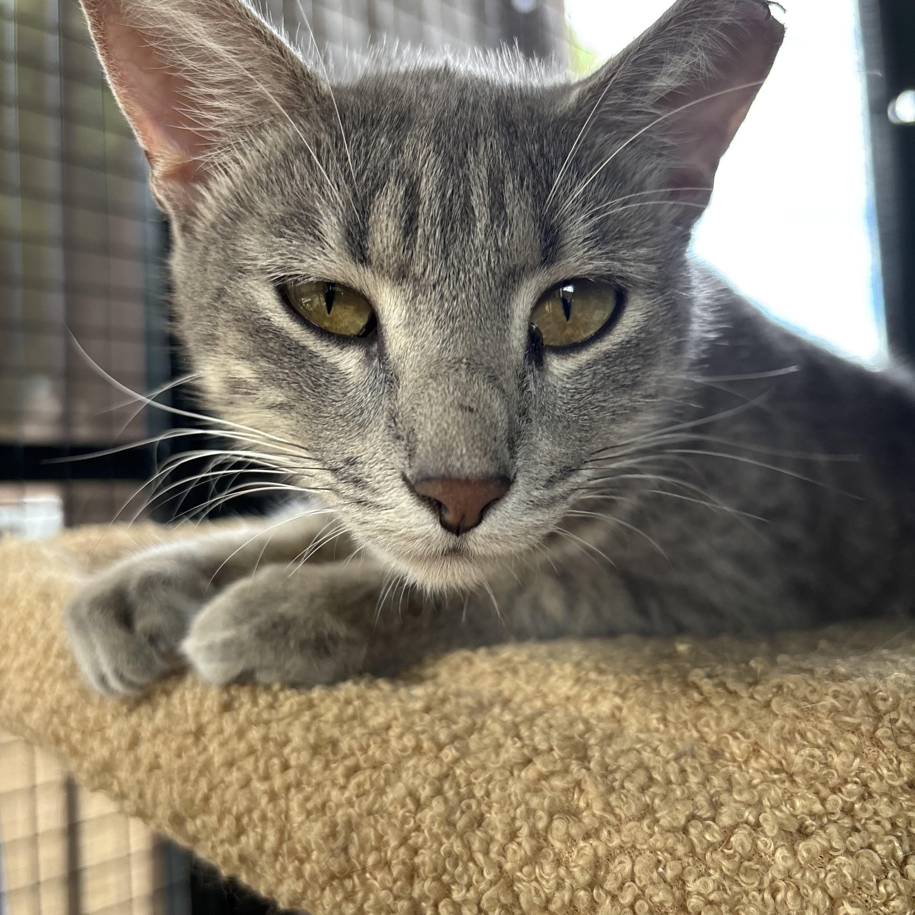 Genevieve, an adoptable Domestic Short Hair in Lubbock, TX, 79490 | Photo Image 2
