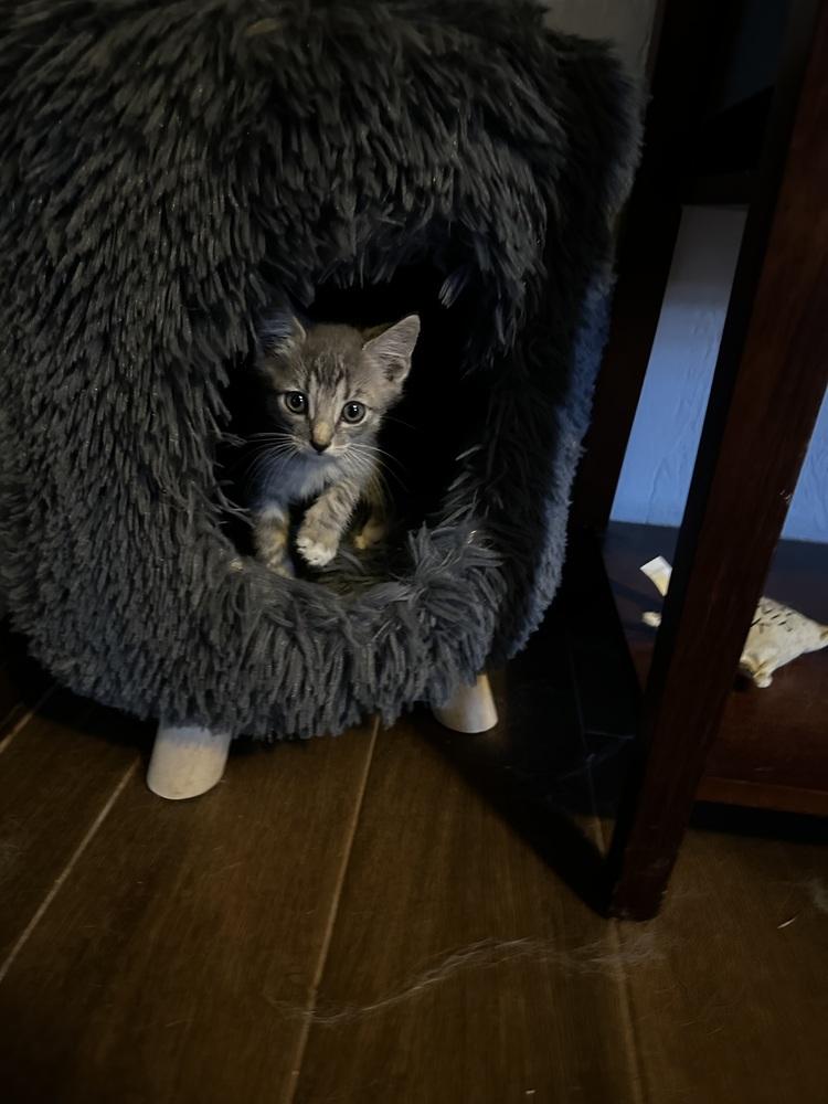 Vinnie, Adoptable, Adult Male Domestic Short Hair.