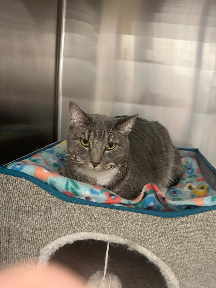 Vinnie, a Adoptable Domestic Short Hair in Orlando, FL image 2/6