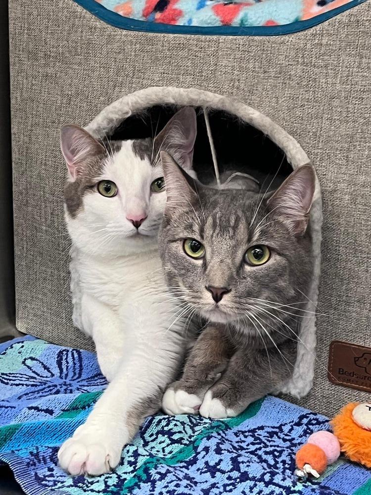 Vinnie, a Adoptable Domestic Short Hair in Orlando, FL image 3/6