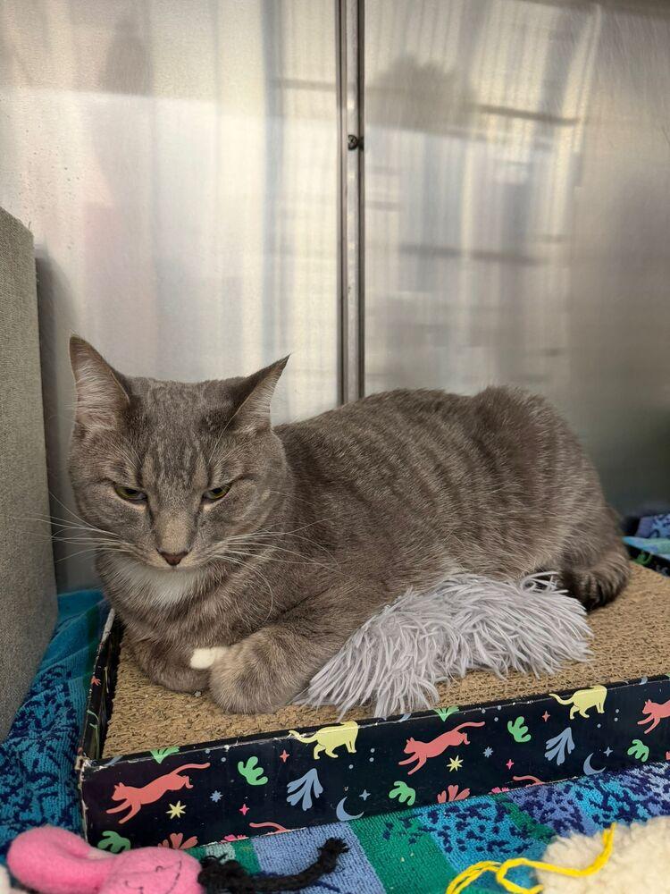 Vinnie, a Adoptable Domestic Short Hair in Orlando, FL image 4/6