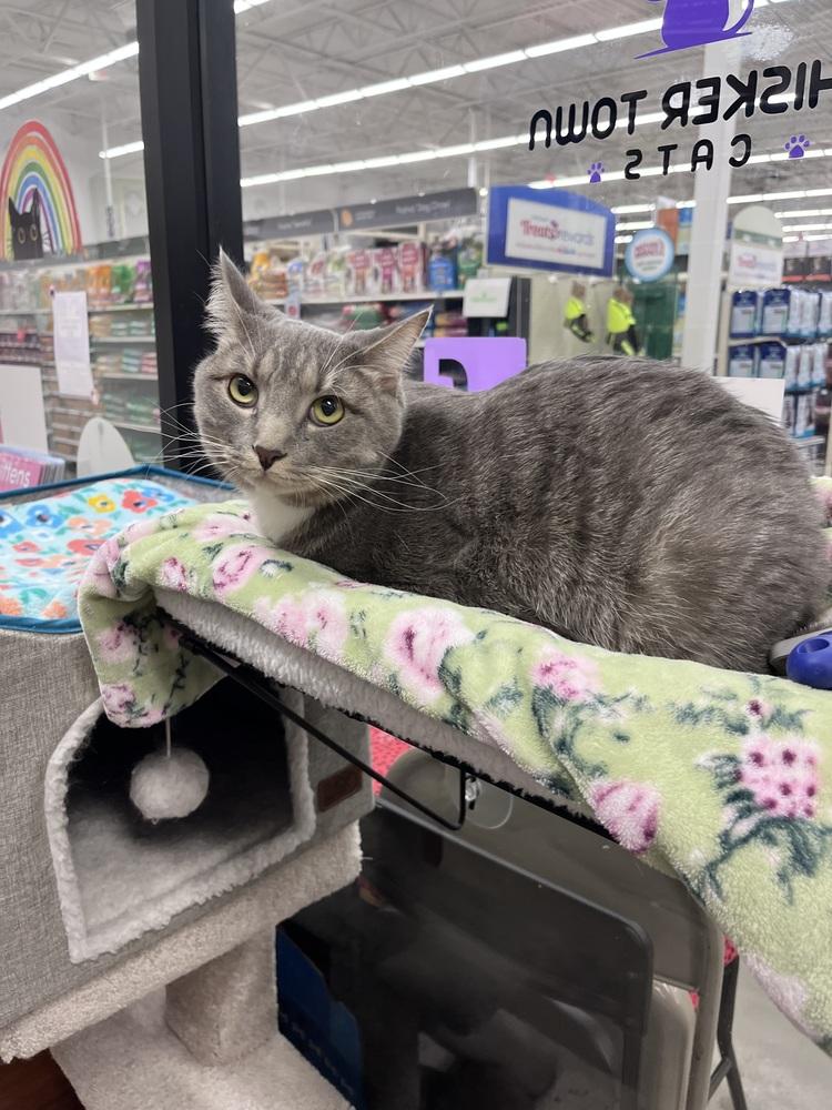 Vinnie, a Adoptable Domestic Short Hair in Orlando, FL image 5/6