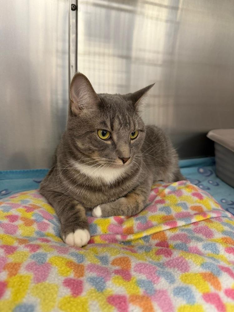 Enlarge Vinnie, a Adoptable Domestic Short Hair in Orlando, FL image 4/5
