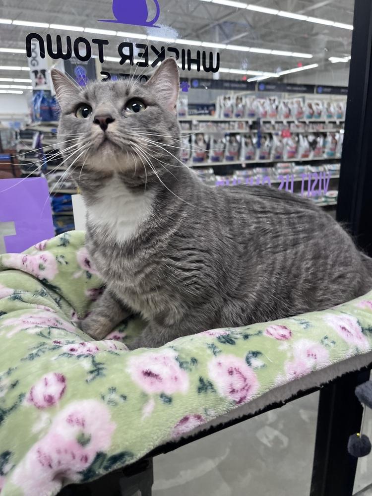 Vinnie, a Adoptable Domestic Short Hair in Orlando, FL image 6/6