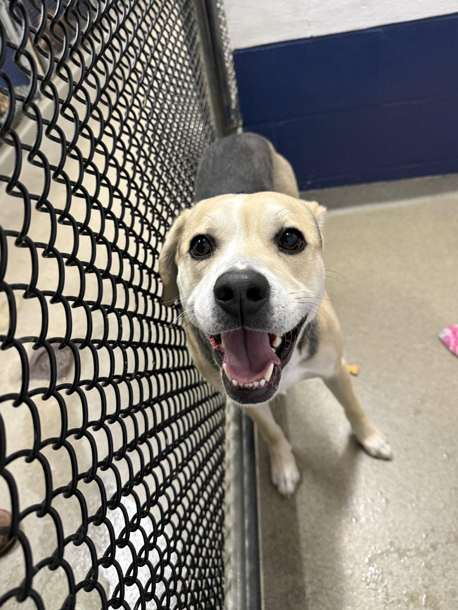 Enlarge Dakota 3 yrs, a Adopted Mixed Breed in Sterling, MA image 1/1