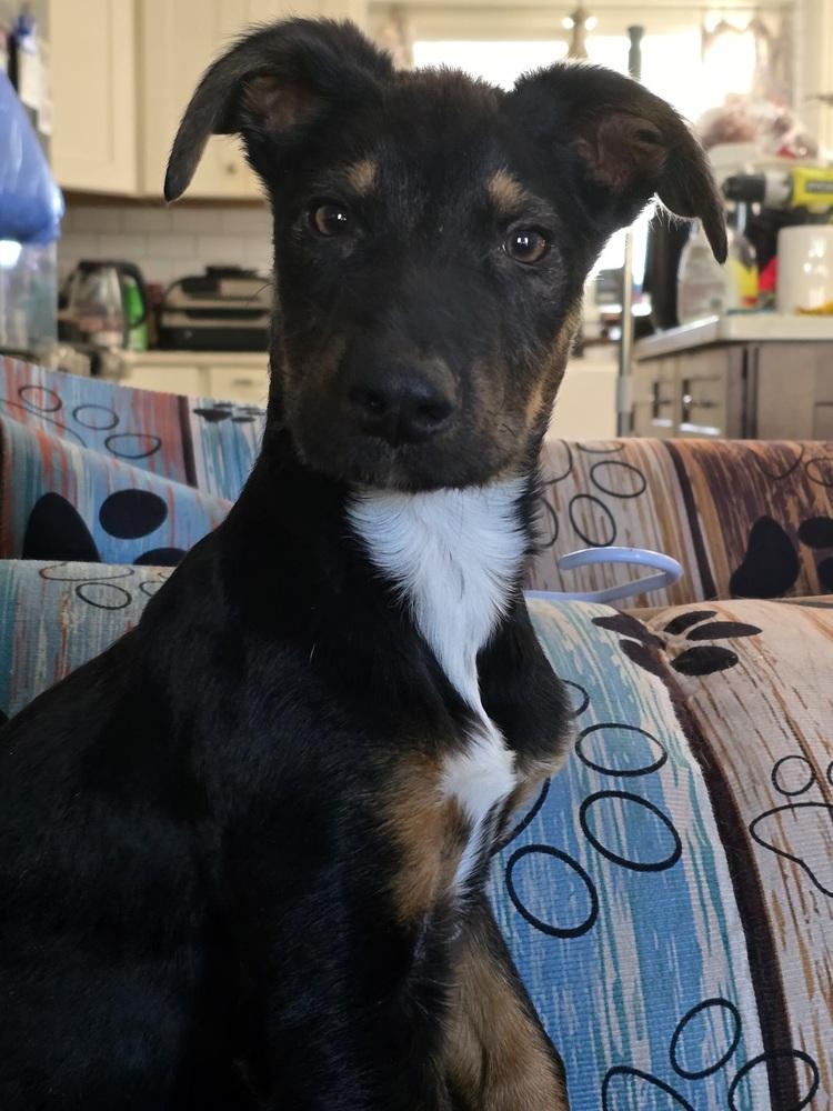 Emmet, Adoptable, Puppy Male German Shepherd Dog.