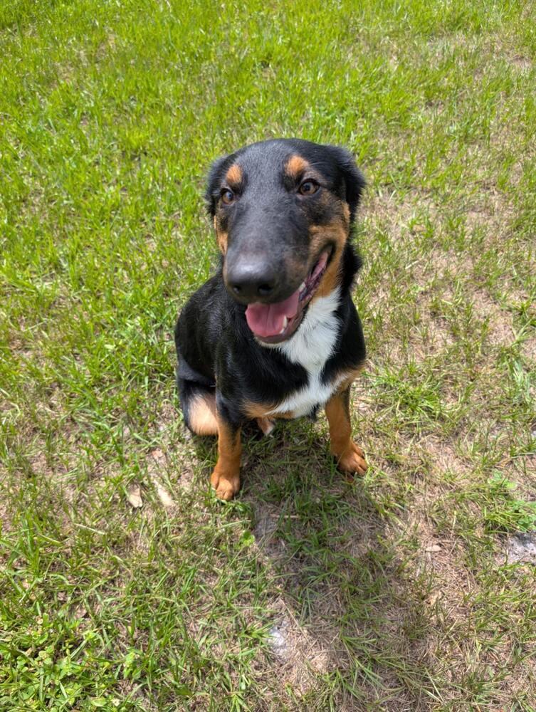 Emmet, a Adoptable mixed breed in Orlando, FL image 2/5
