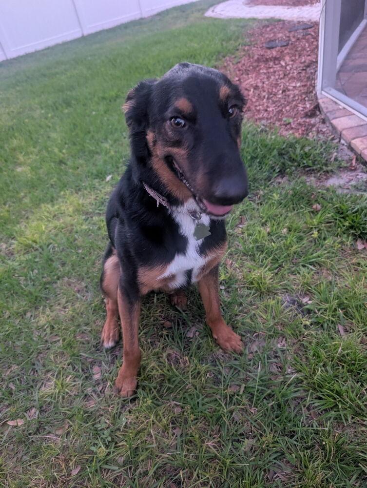 Enlarge Emmet, a Adoptable mixed breed in Orlando, FL image 2/5