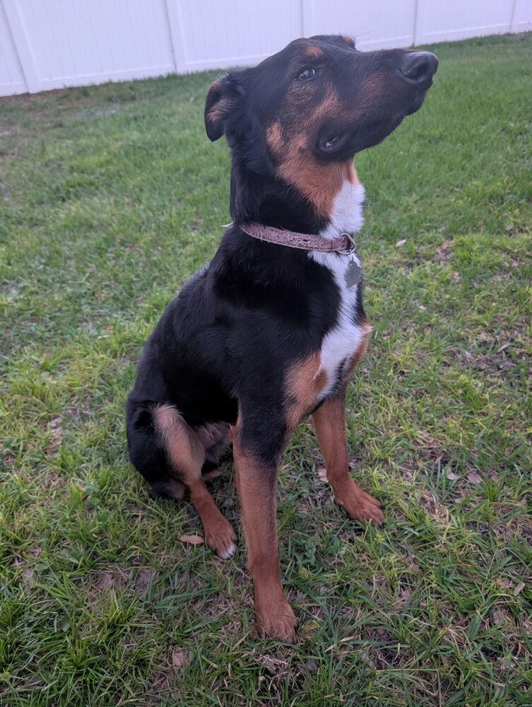 Enlarge Emmet, a Adoptable mixed breed in Orlando, FL image 3/5