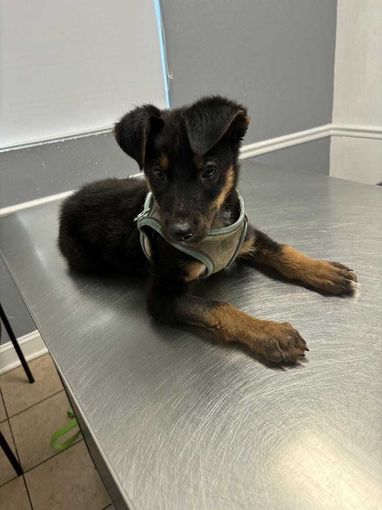 Emmet, a Adoptable mixed breed in Orlando, FL image 3/5