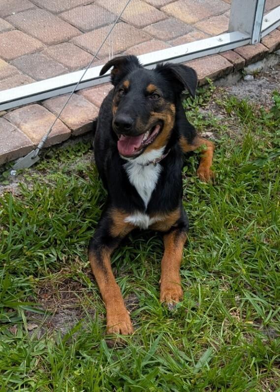 Emmet, a Adoptable mixed breed in Orlando, FL image 4/5