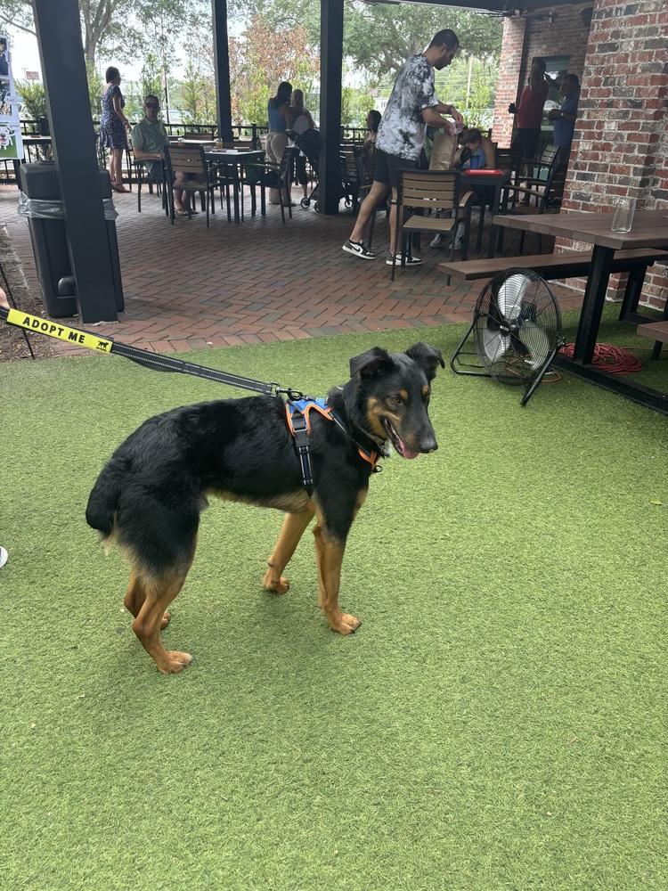 Enlarge Emmet, a Adoptable mixed breed in Orlando, FL image 5/5