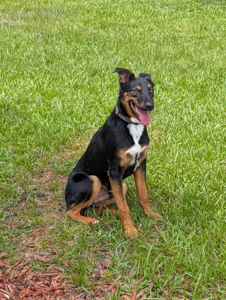 Emmet, a Adoptable mixed breed in Orlando, FL image 5/5