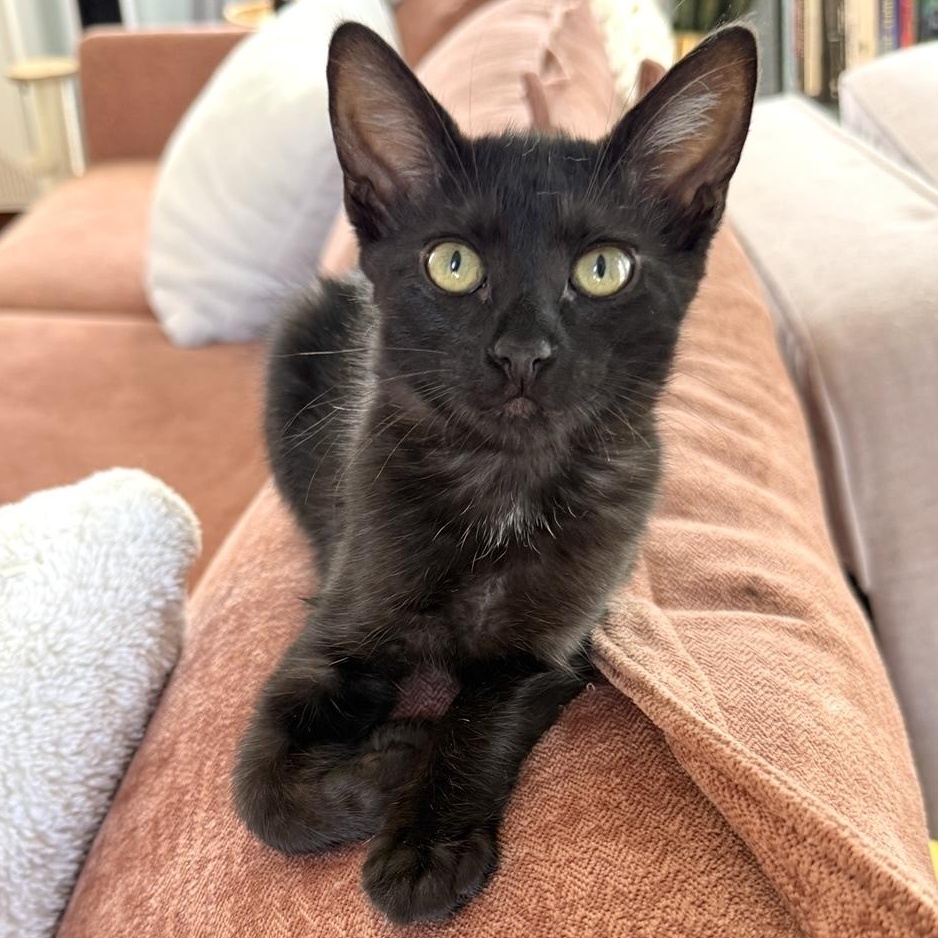 WINNIE, a Adoptable Domestic Short Hair in Los Angeles, CA image 2/5