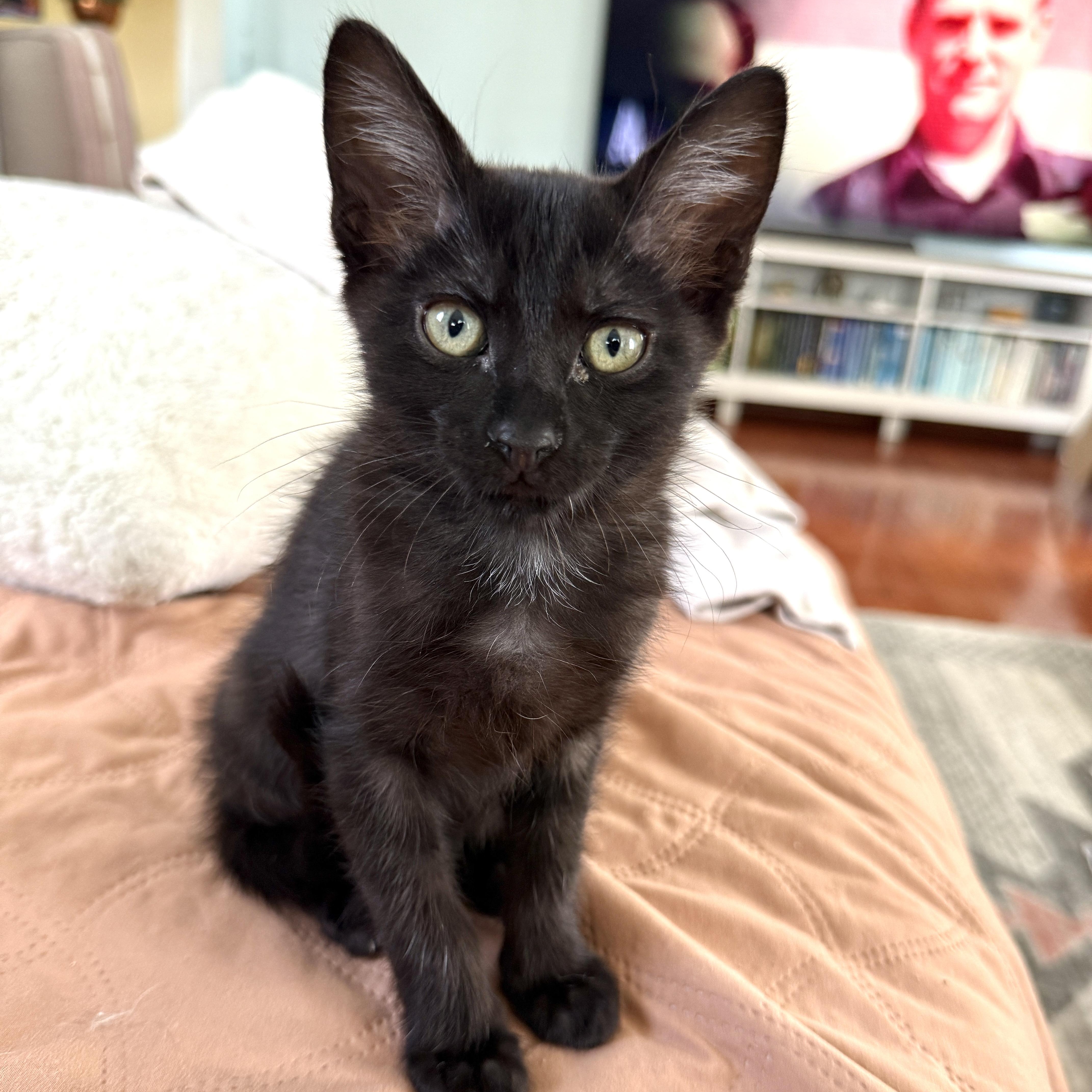 WINNIE, a Adoptable Domestic Short Hair in Los Angeles, CA image 4/5