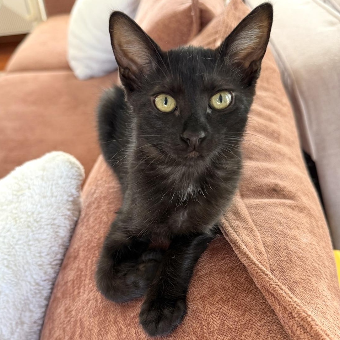 WINNIE, a Adoptable Domestic Short Hair in Los Angeles, CA image 5/5