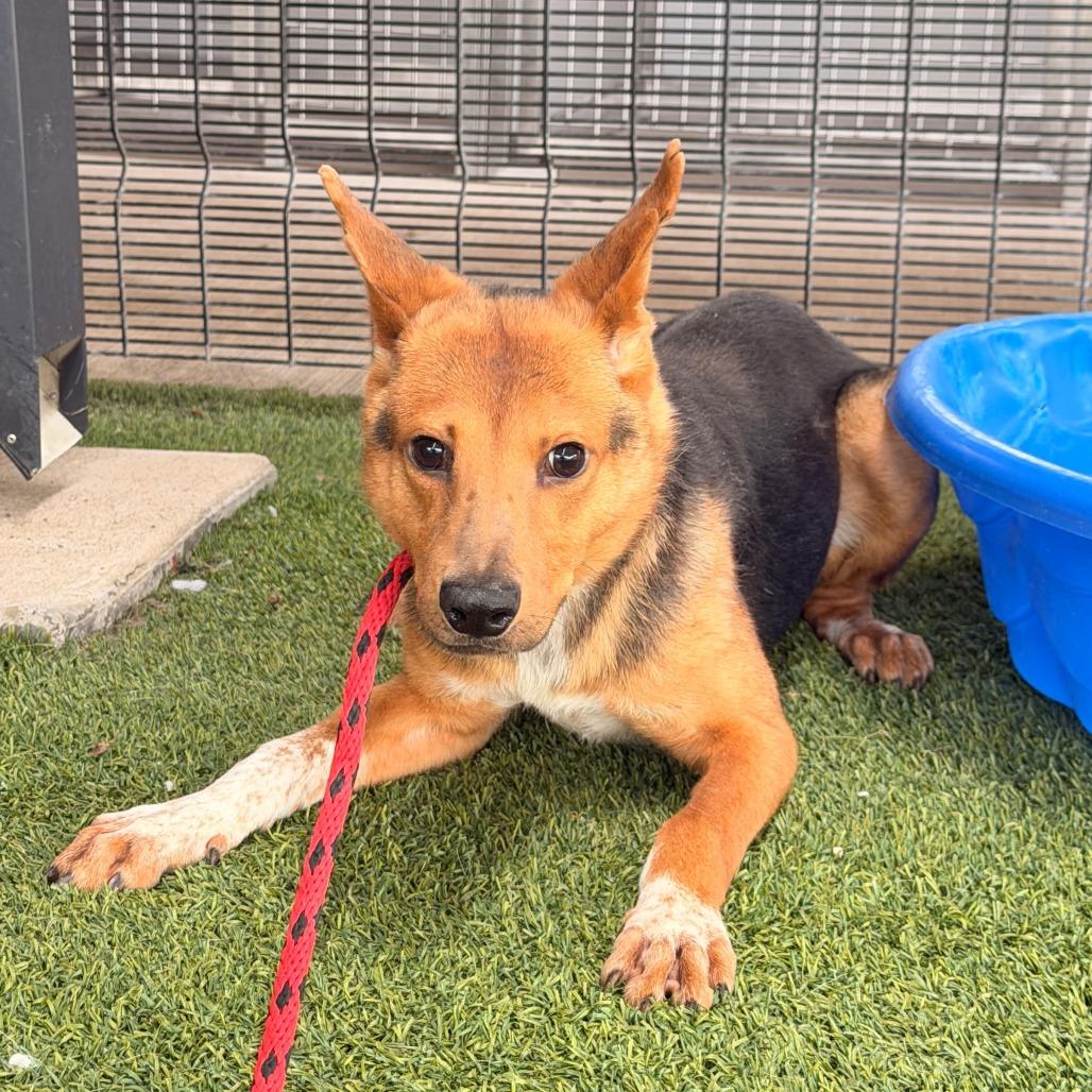 Vixen, ADOPTABLE, Young Male German Shepherd Dog & Mixed Breed.