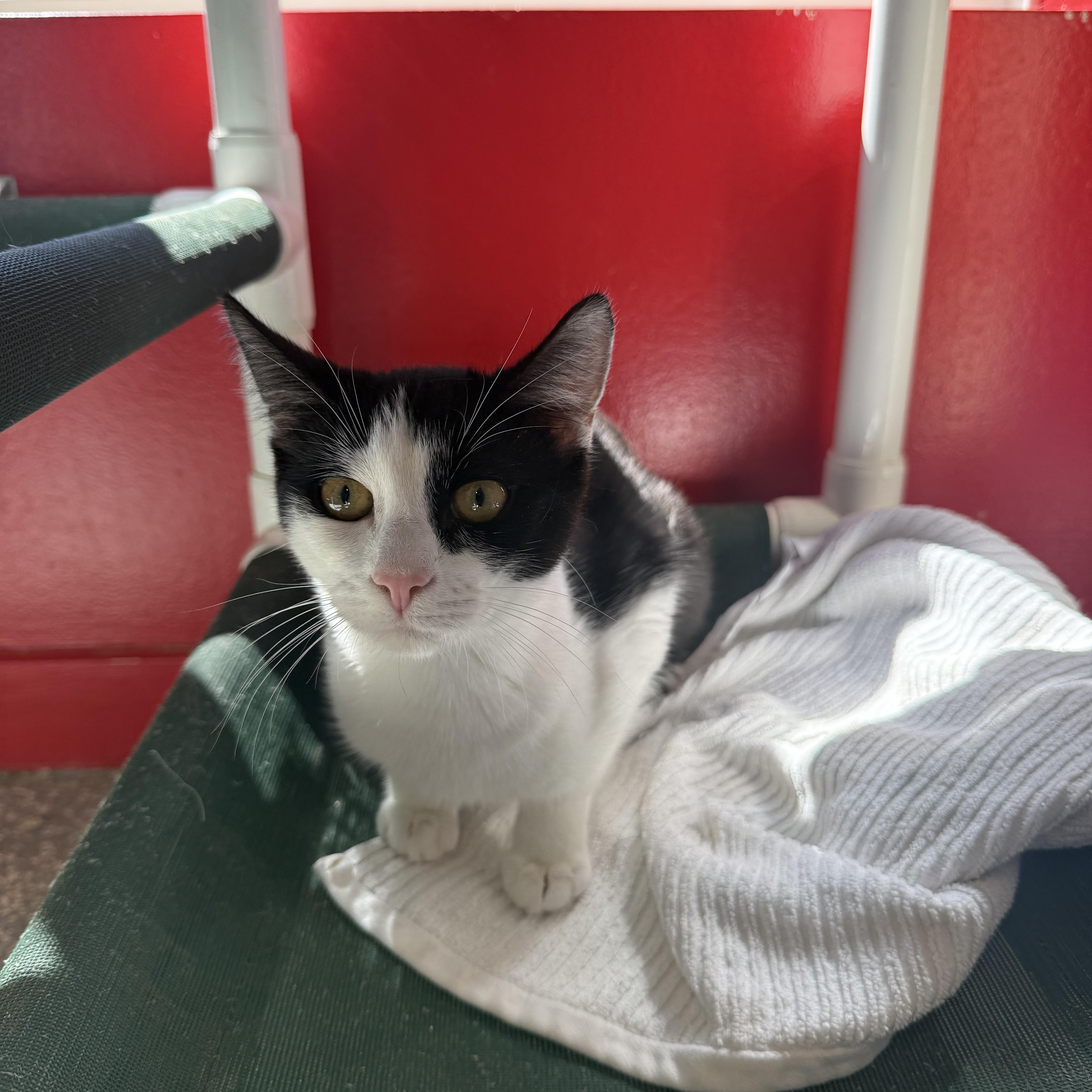 Sully, a Adoptable Domestic Short Hair in North Haven, CT image 3/5