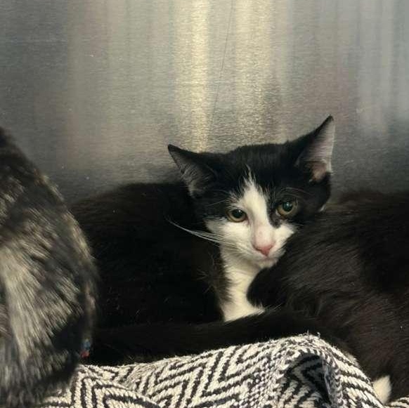 Sully, a Adoptable Domestic Short Hair in North Haven, CT image 5/5