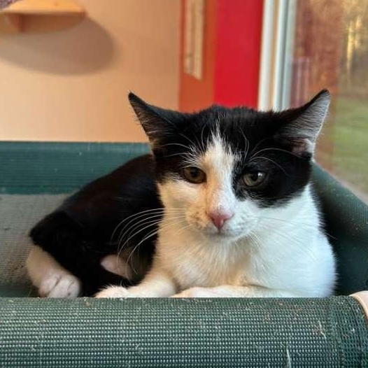 Sully, a Adoptable Domestic Short Hair in North Haven, CT image 4/5