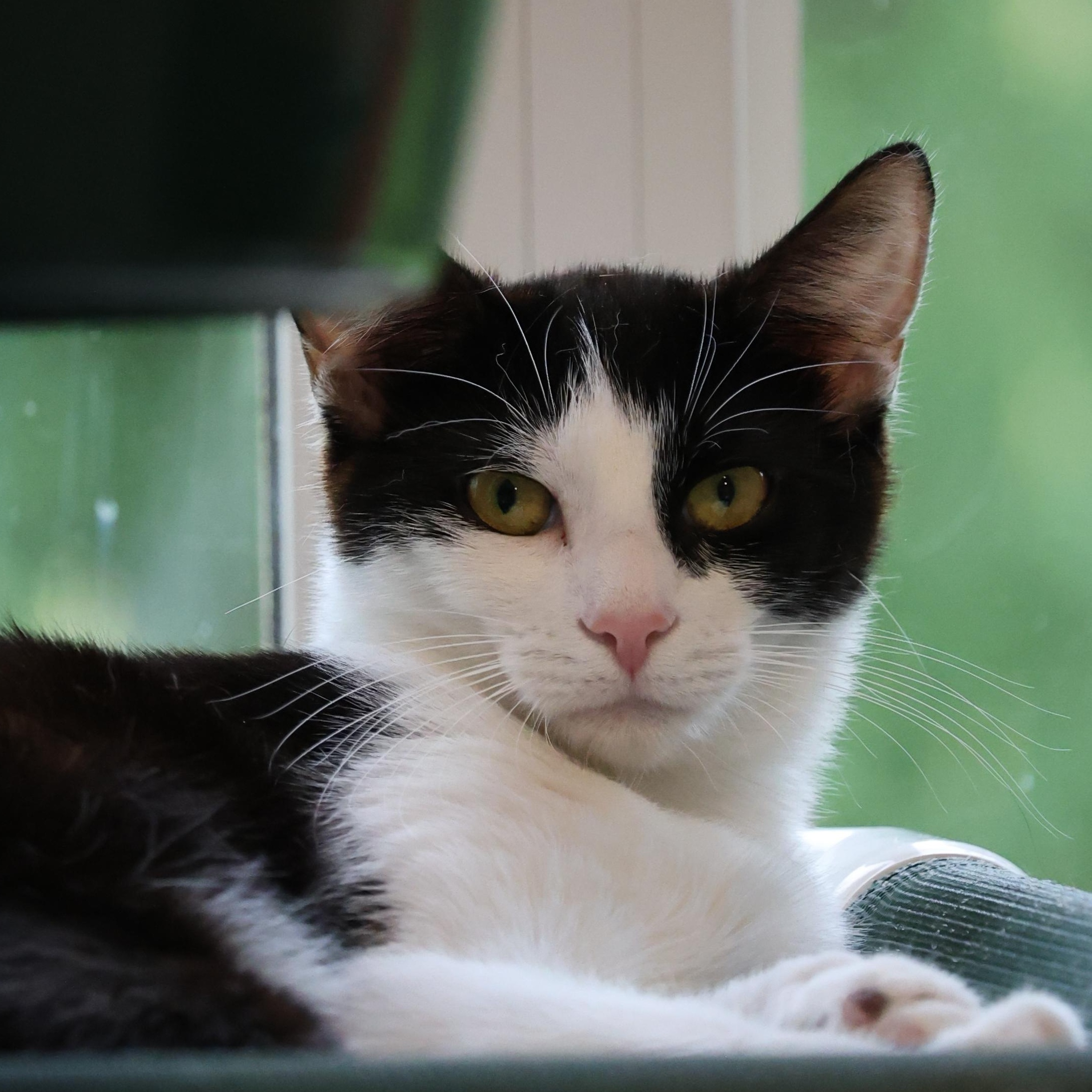 Sully, a Adoptable Domestic Short Hair in North Haven, CT image 1/5