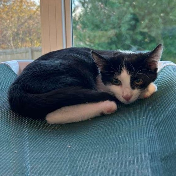 Sully, a Adoptable Domestic Short Hair in North Haven, CT image 2/5