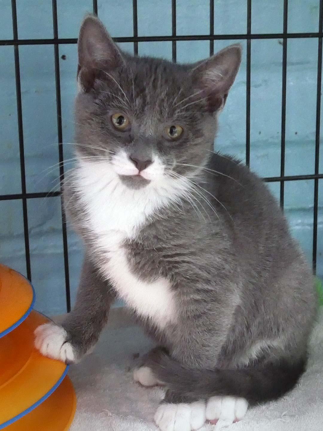 Enlarge Dusty, an adopted mixed breed in Bloomingdale, NJ image 1/1
