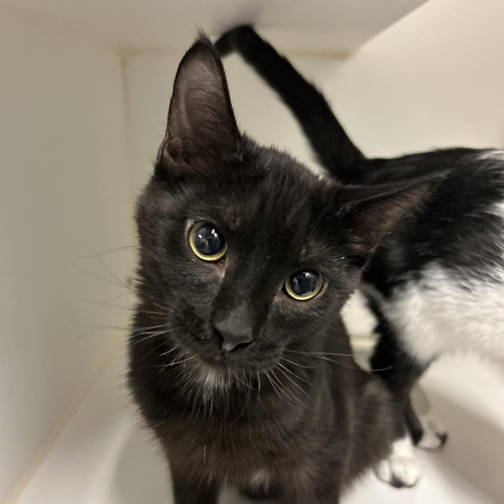 Grizzly, Adoptable, Young Male Domestic Short Hair.