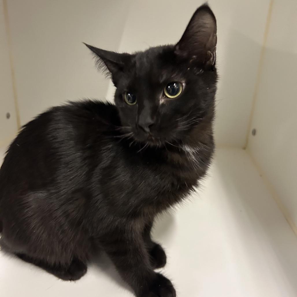Enlarge Grizzly, a Adoptable Domestic Short Hair in Park City, UT image 2/3