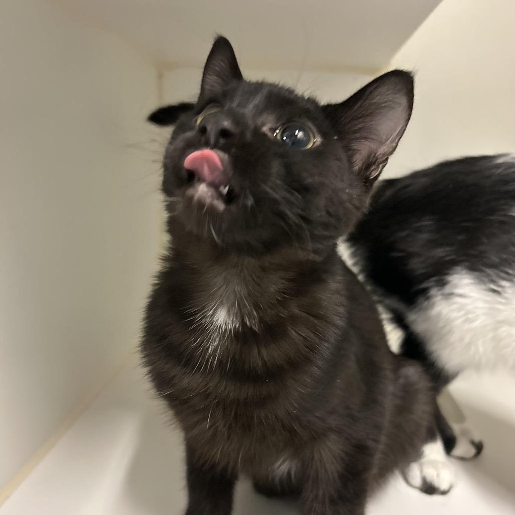 Enlarge Grizzly, a Adoptable Domestic Short Hair in Park City, UT image 3/3