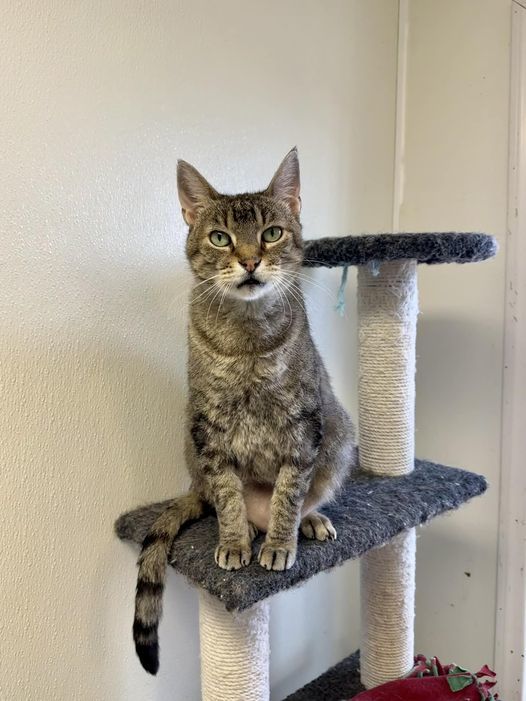 Rainy, Adult Male Domestic Short Hair