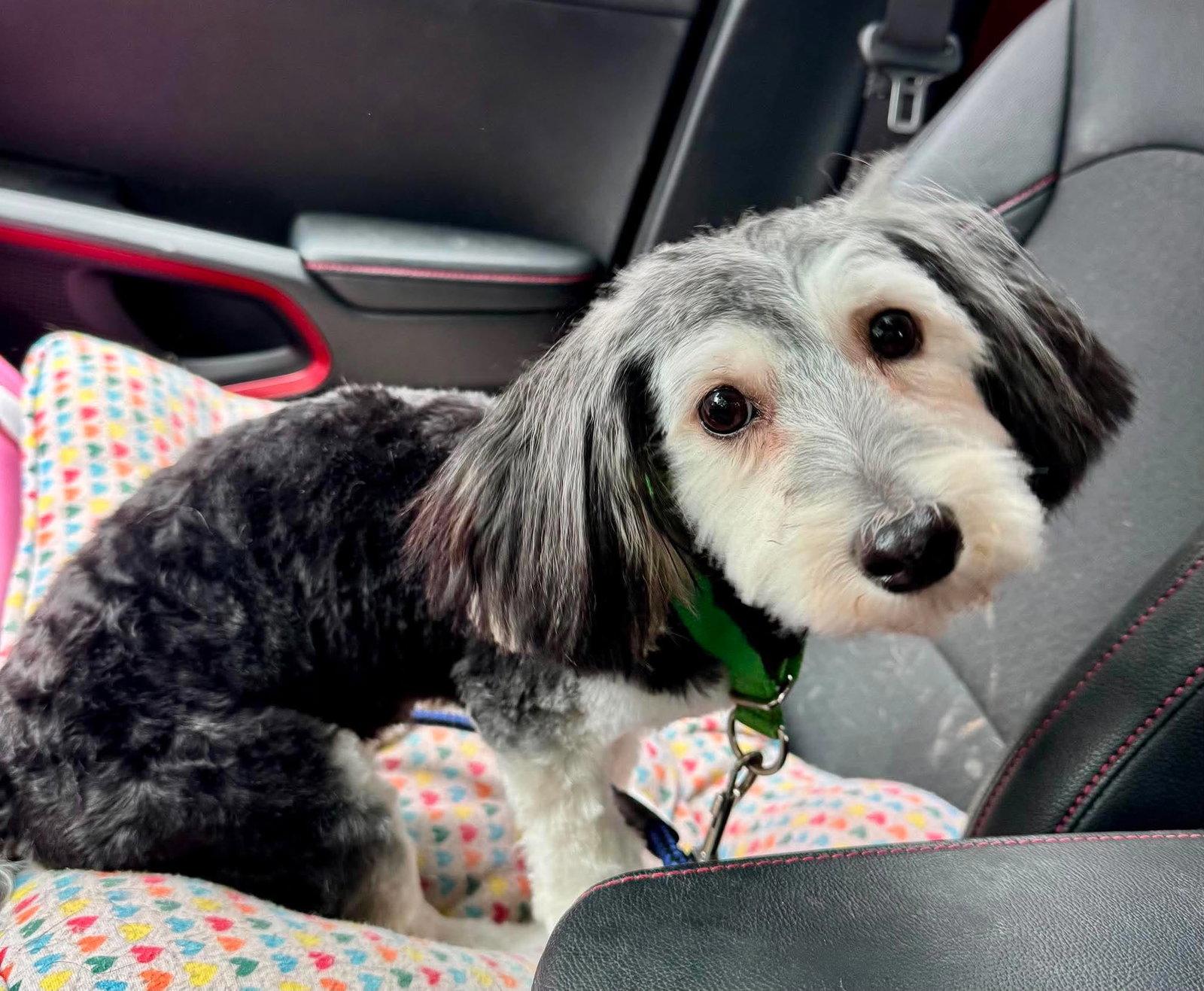 Sylvia, a Adoptable mixed breed in Buffalo, NY image 2/3