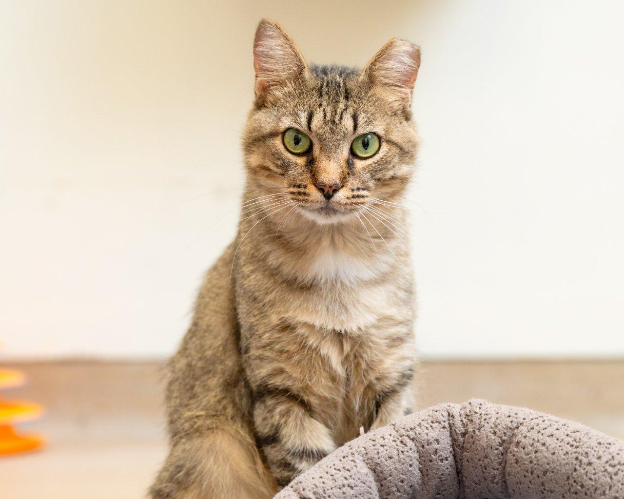 Julius, a Adoptable Domestic Short Hair in Raleigh, NC image 1/3