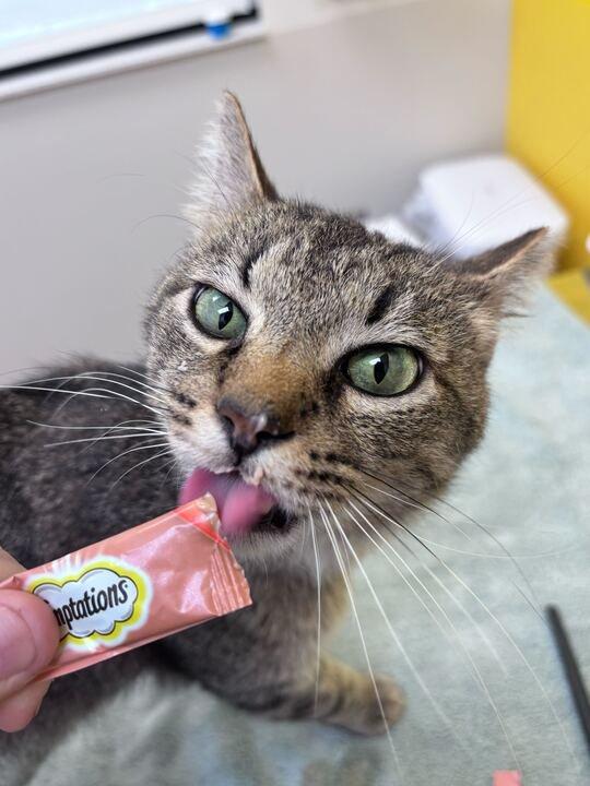 Julius, a Adoptable Domestic Short Hair in Raleigh, NC image 2/3