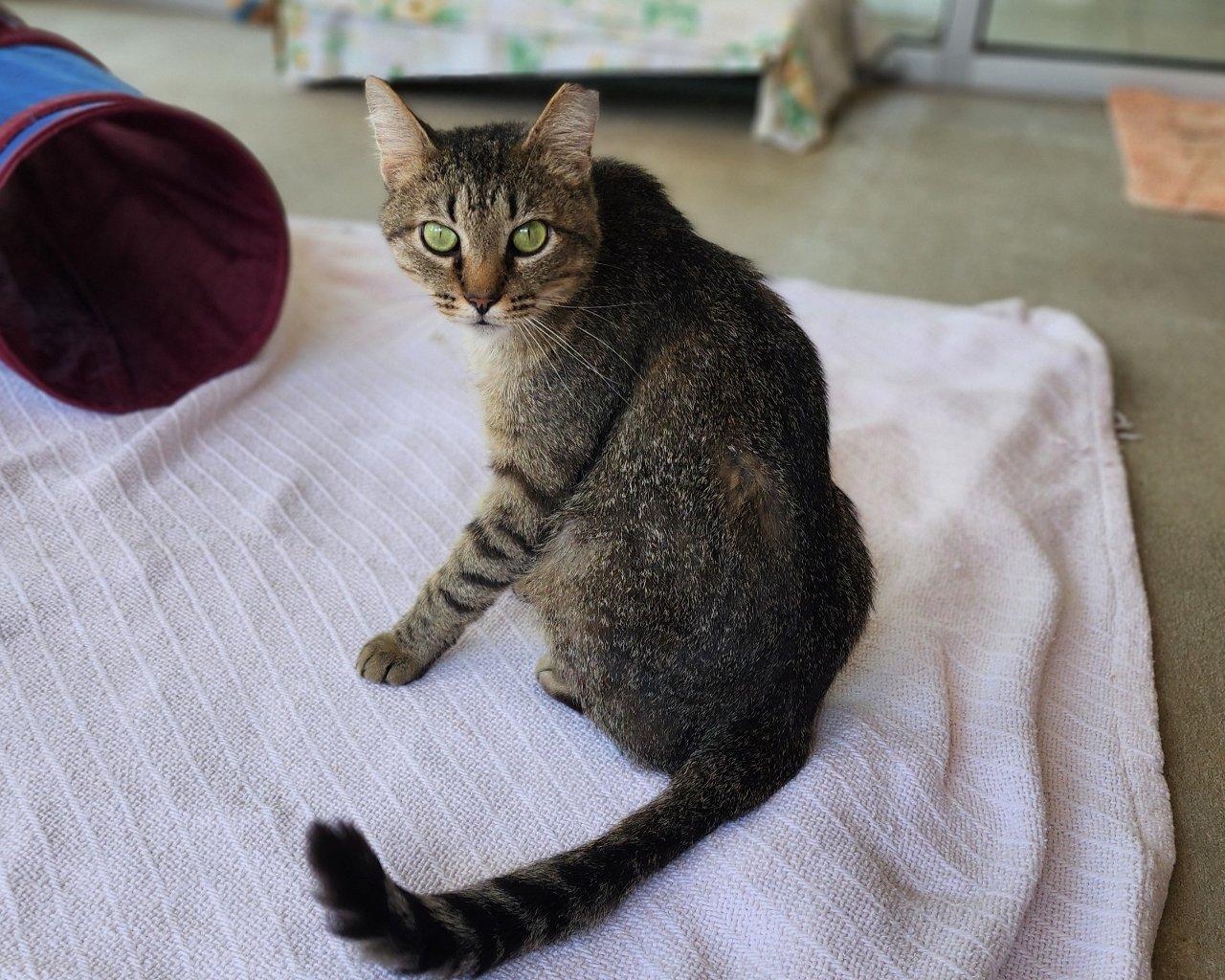 Julius, a Adoptable Domestic Short Hair in Raleigh, NC image 3/3
