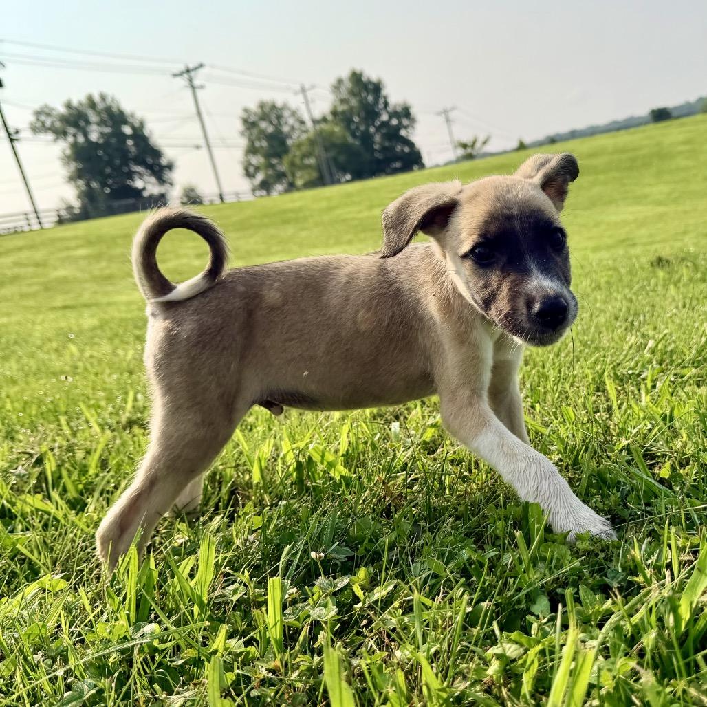 MILO, an adopted mixed breed in La Grange, KY image 2/5