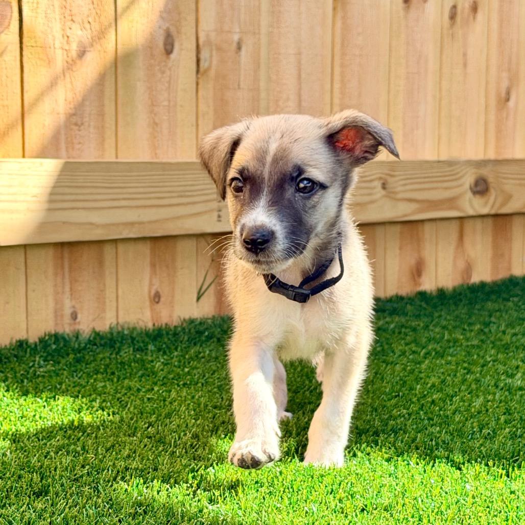 MILO, an adopted mixed breed in La Grange, KY image 4/5