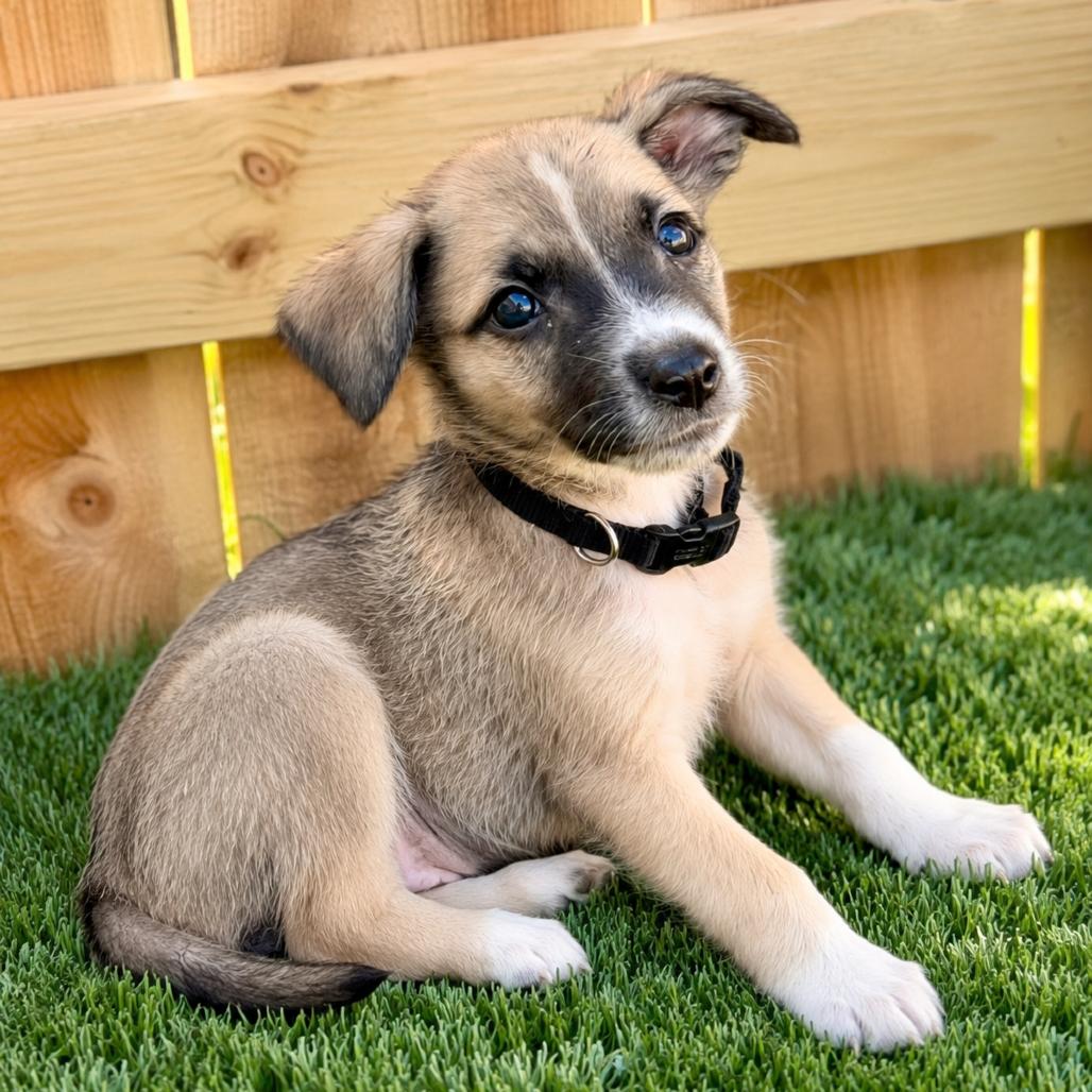 MILO, an adopted mixed breed in La Grange, KY image 3/5