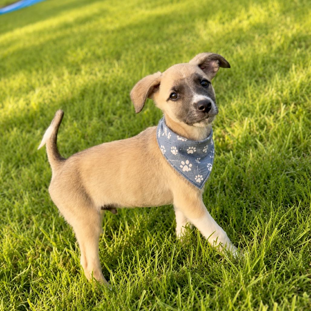 MILO, adopted, Puppy Male Golden Retriever.