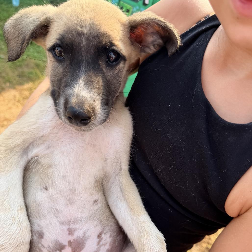 MILO, an adopted mixed breed in La Grange, KY image 5/5